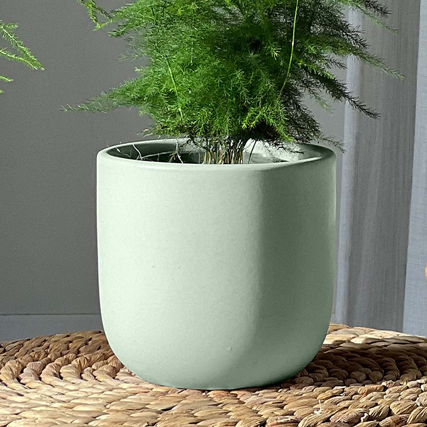 Asparagus & Boston Fern Potted House Plant Bundle