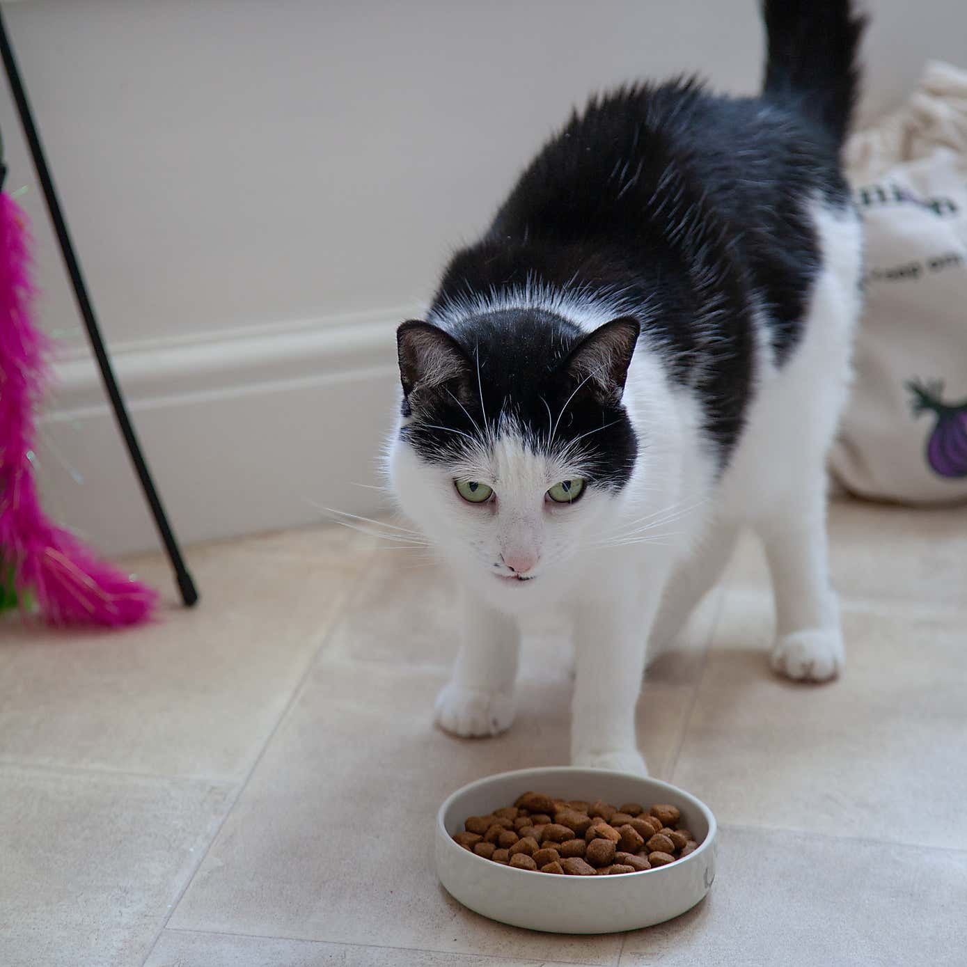 Mason Cash Set of 2 Cat Saucers