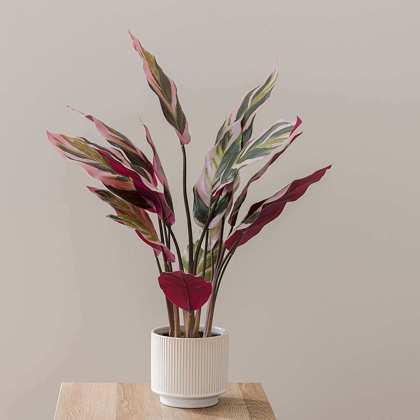 Artificial Calathea in Ribbed Cream Ceramic Plant Pot