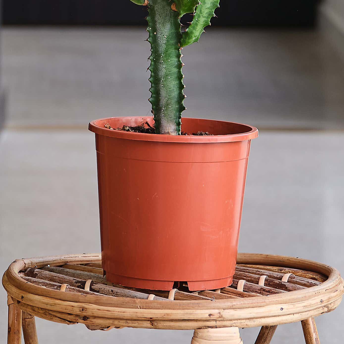 Euphorbia Trigona House Plant