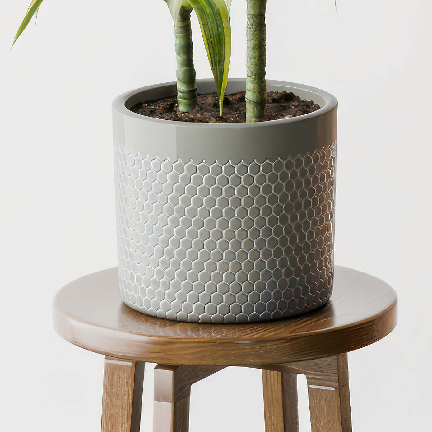 Dracaena Lemon & Lime House Plant in Capri Pot