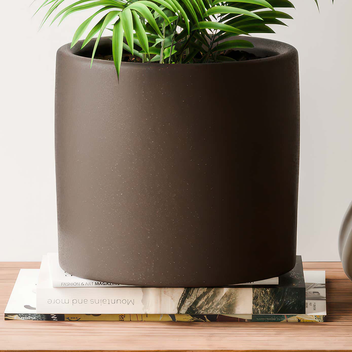 Beards & Daisies Parlour Palm House Plant in Earthenware Pot