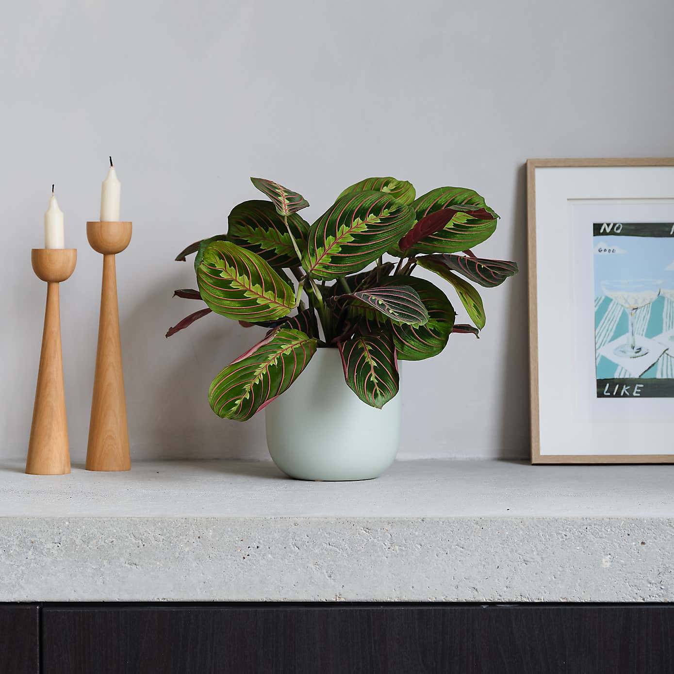 Prayer House Plant in Earthenware Pot
