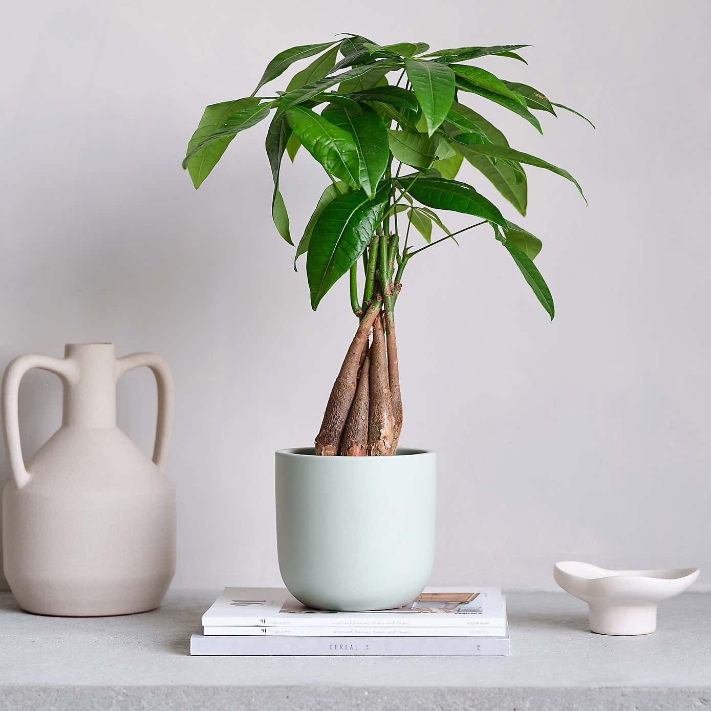 Money Tree House Plant in Earthenware Pot