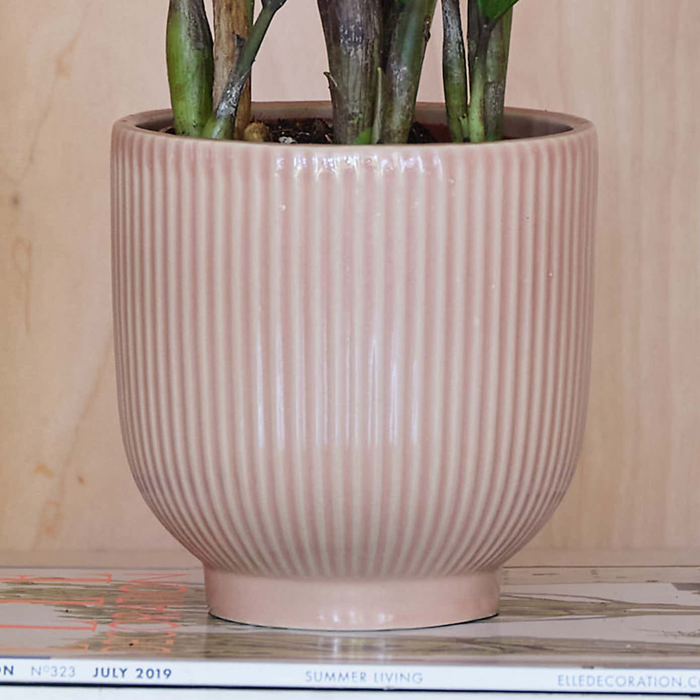 ZZ House Plant in Ribbed Pot