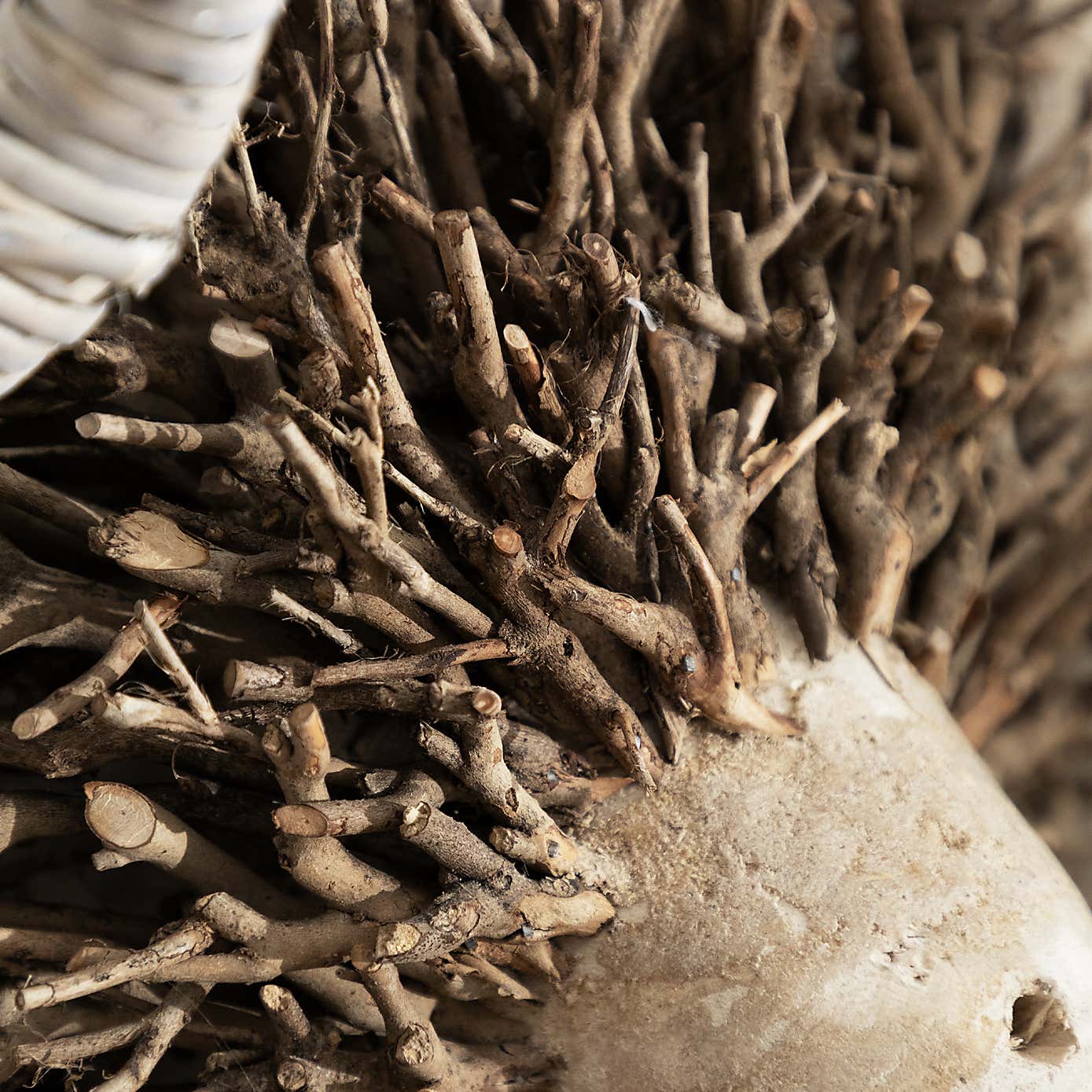 Voyage Maison Beau Wall Mounted Ram Head Ornament