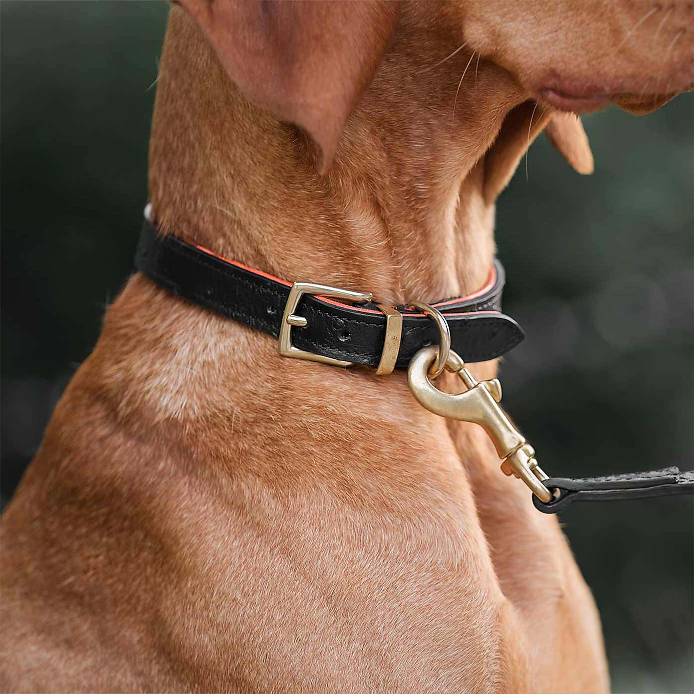 Lords and Labradors Ostrich Leather Dog Collar