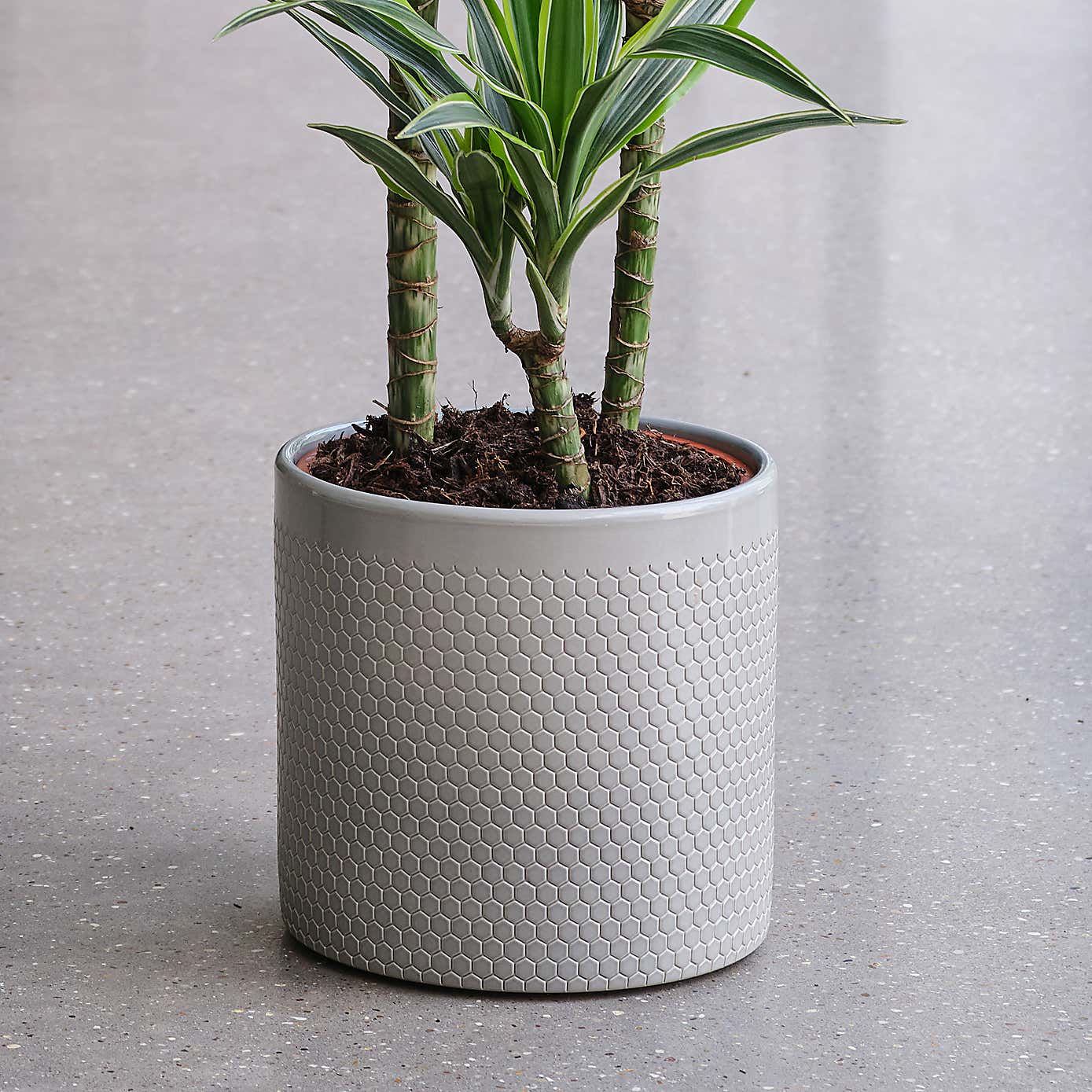 Dracaena Lemon & Lime House Plant in Capri Pot