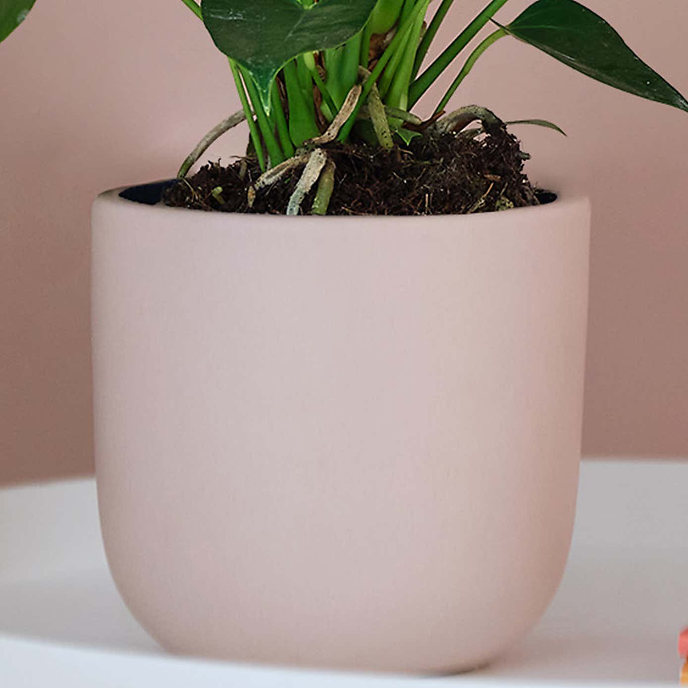 Peach Anthurium House Plant in Earthenware Pot