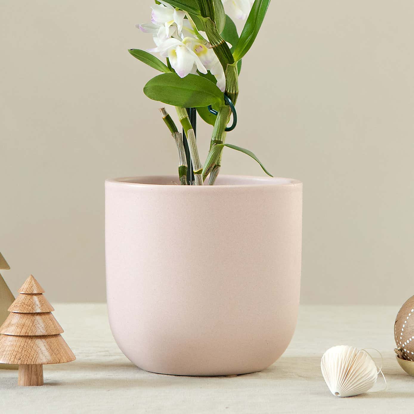 Bamboo Orchid House Plant in Earthenware Pot