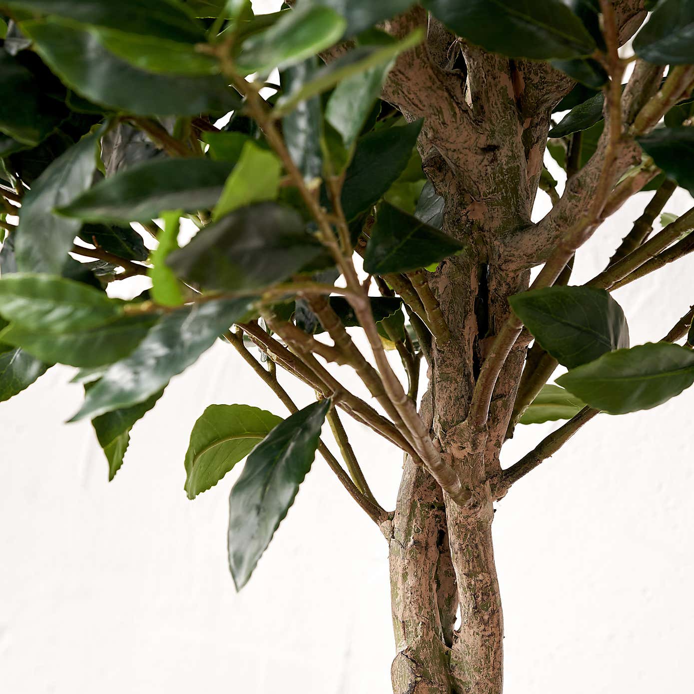 Artificial Medium Bay Tree in Cream Plant Pot