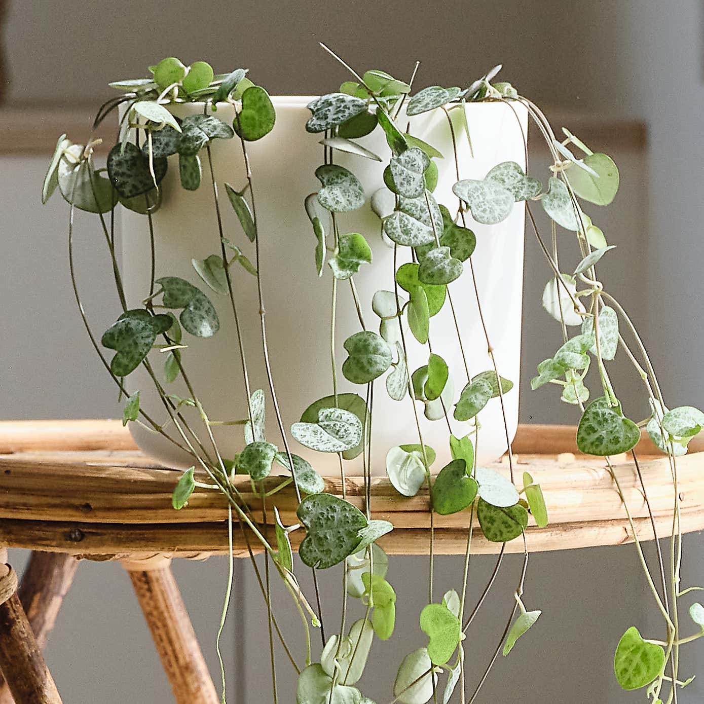 Pet Friendly Potted House Plant Bundle