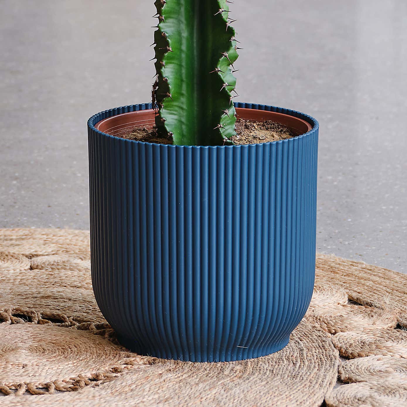 Euphorbia Trigona House Plant in Elho Pot