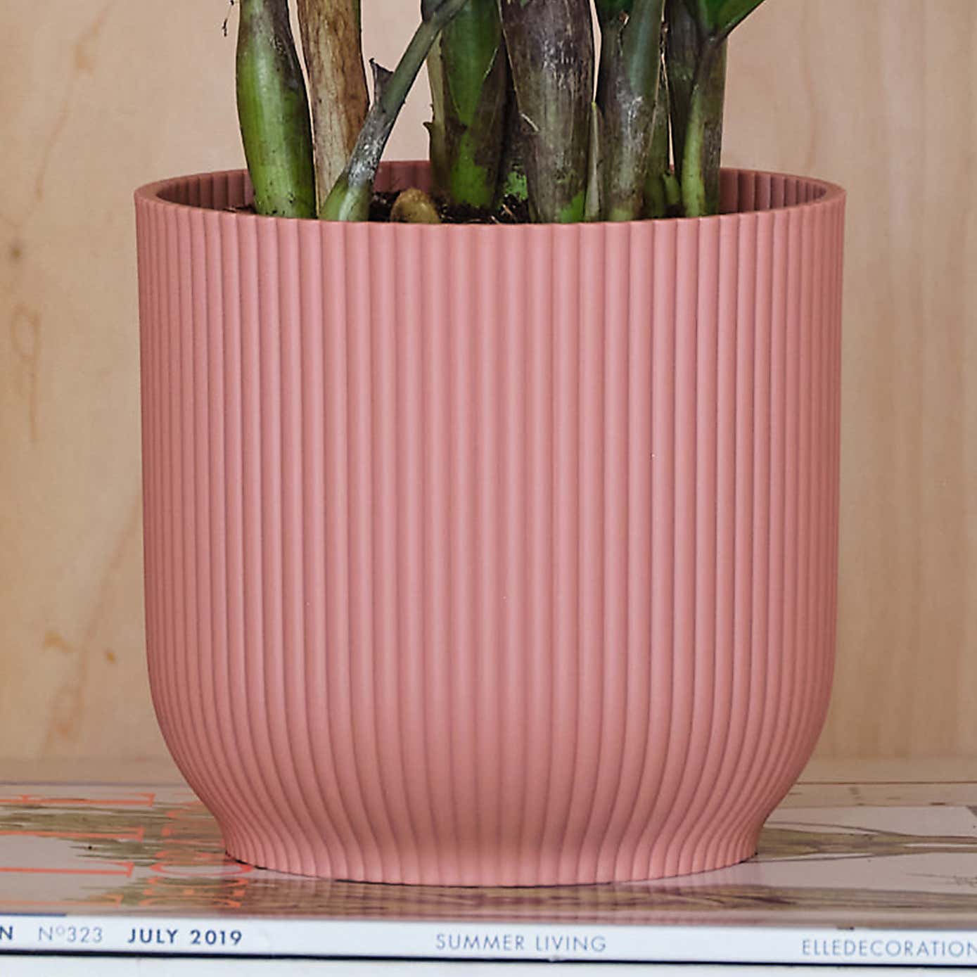 ZZ House Plant in Elho Pot