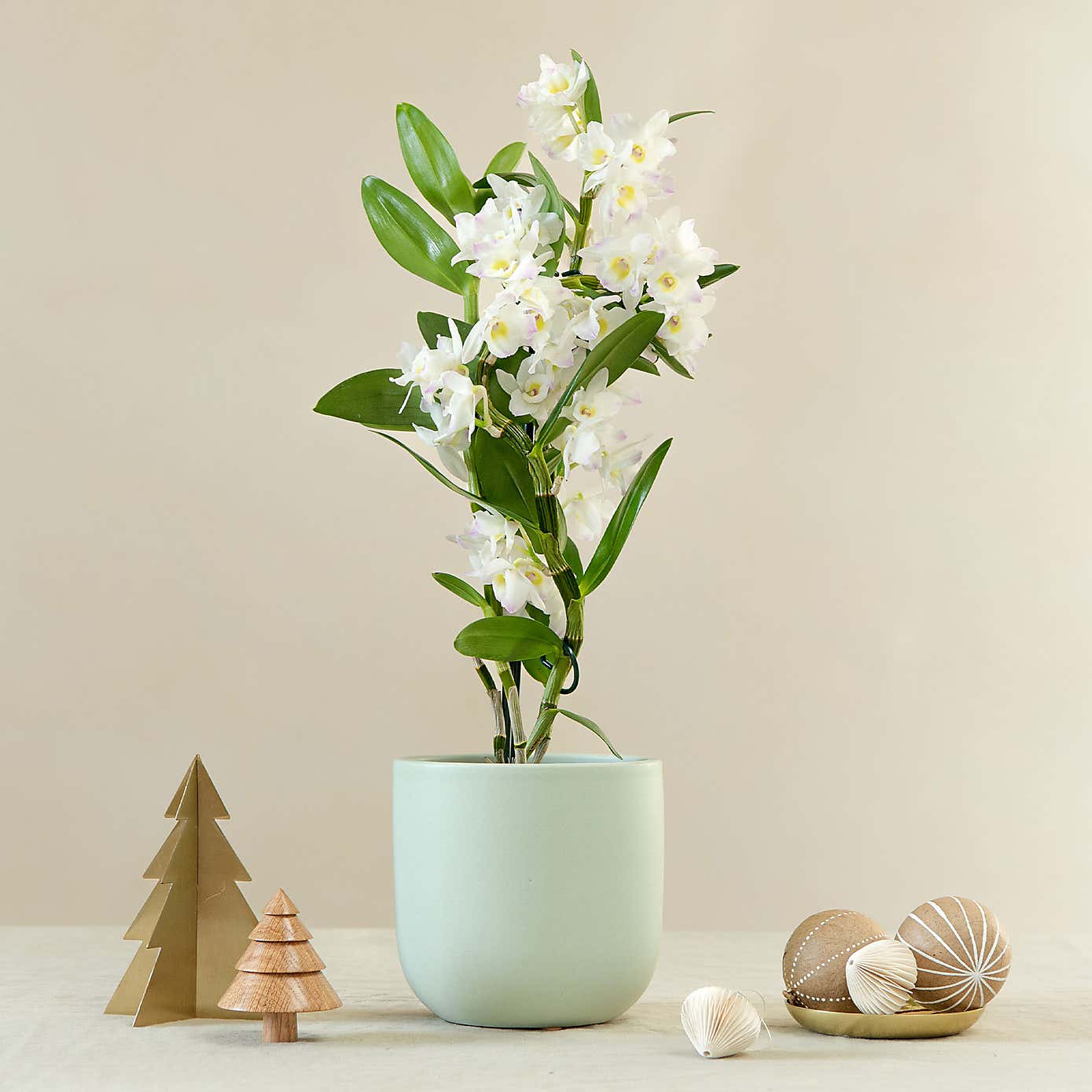 Bamboo Orchid House Plant in Earthenware Pot