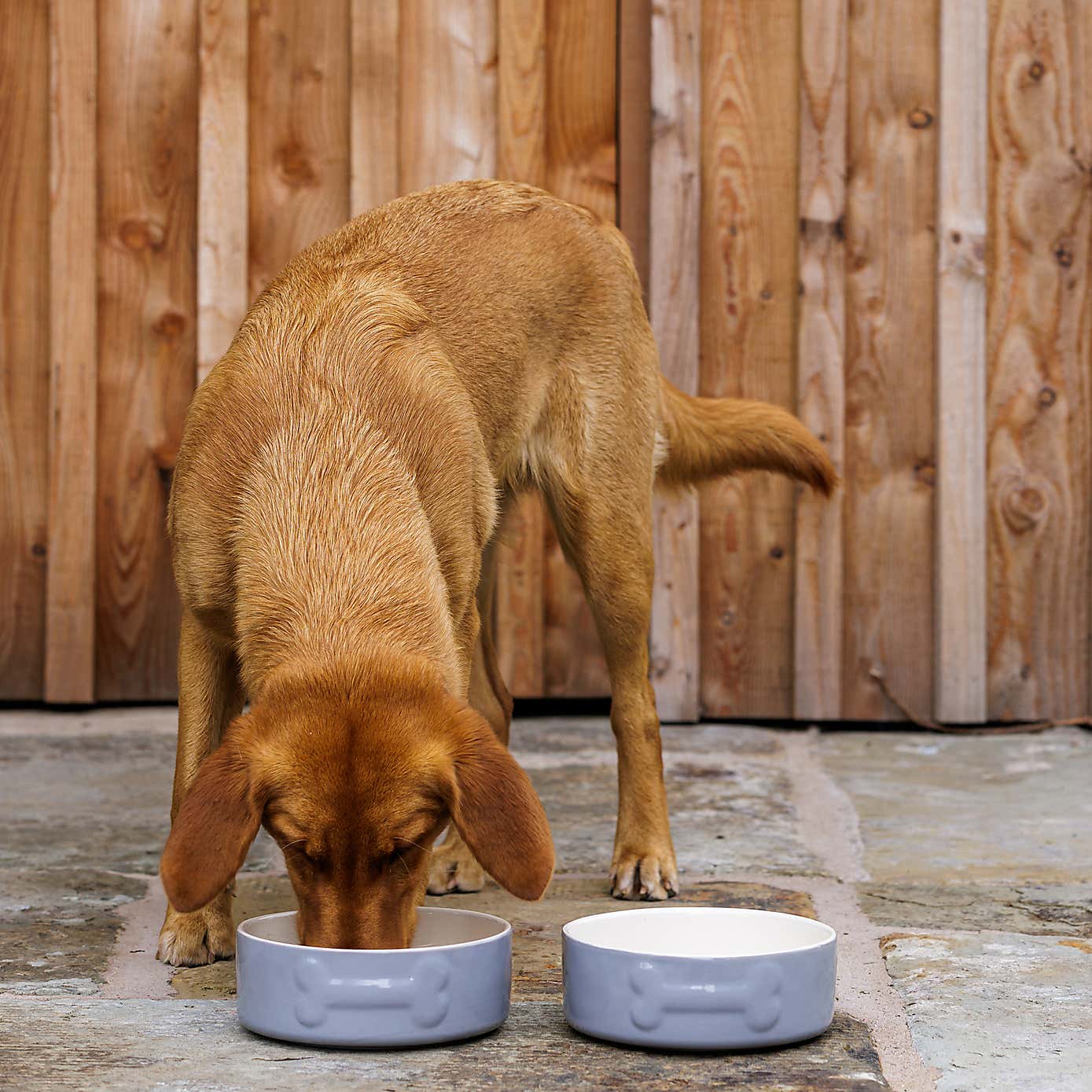 Mason Cash Set of 2 Bone Dog Bowls