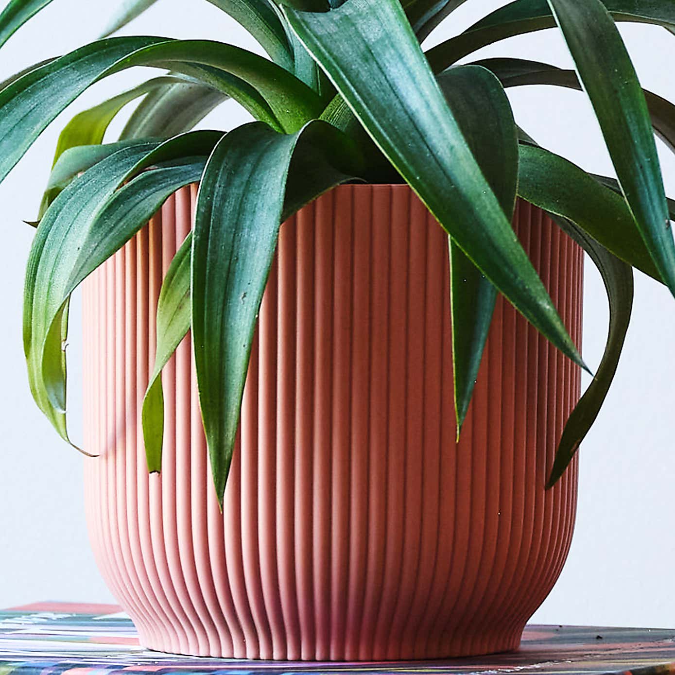 Pineapple House Plant in Elho Pot