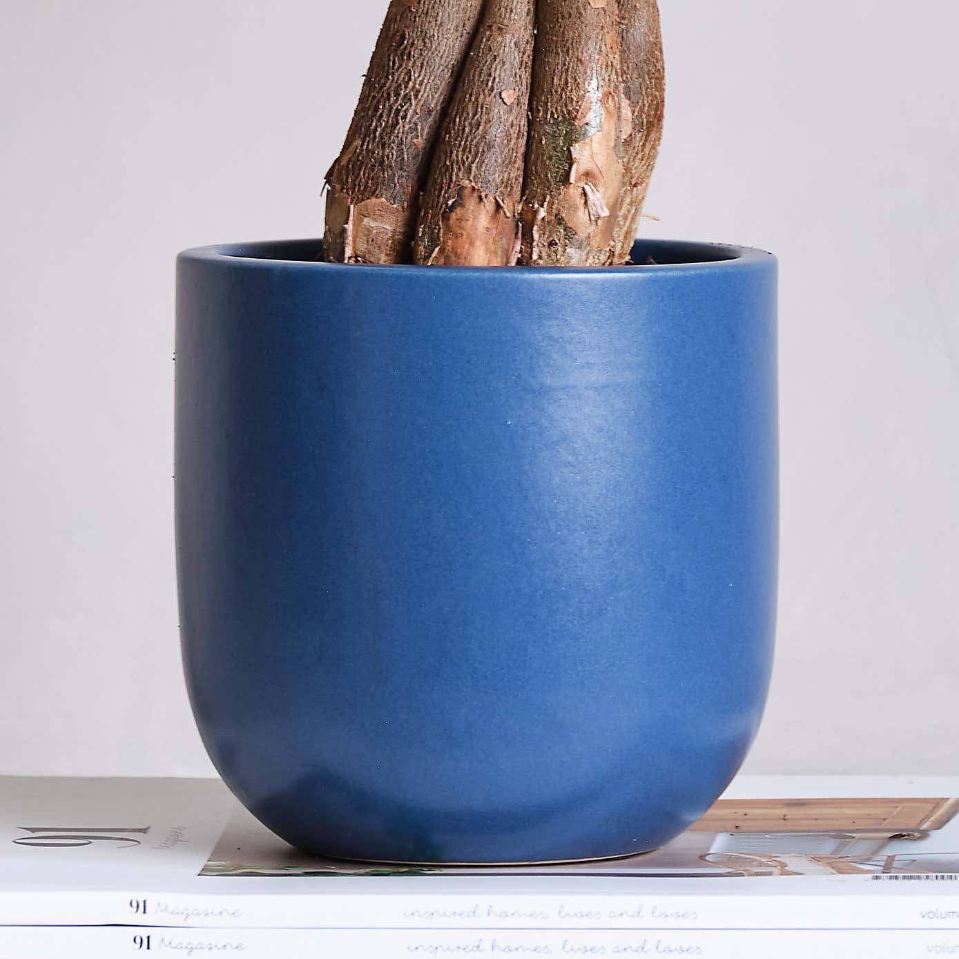 Money Tree House Plant in Earthenware Pot