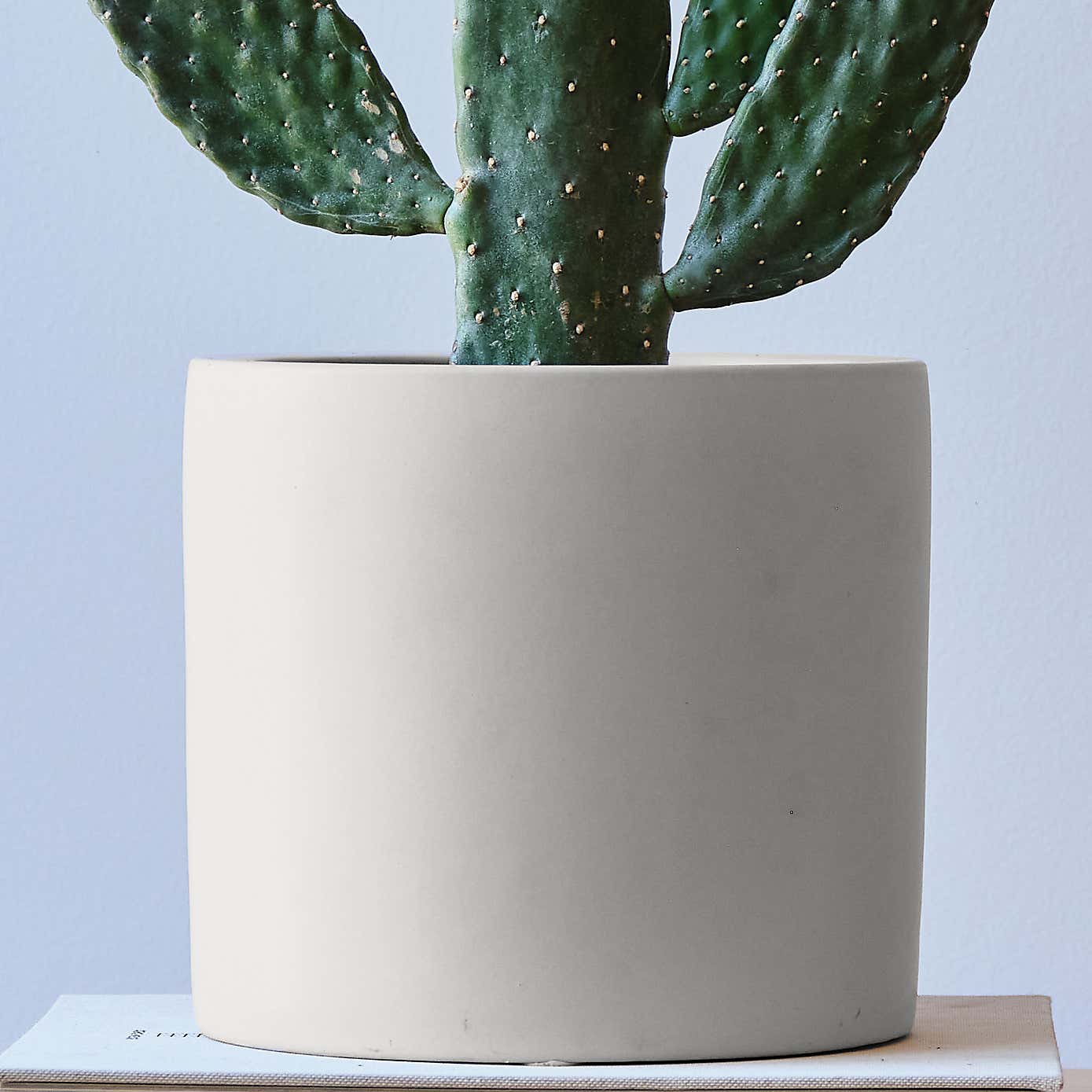 Cowboy Cactus House Plant in Earthenware Pot