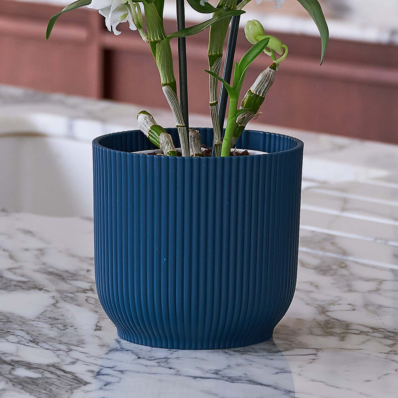 Beards & Daisies Blooming Beautiful Pair Dendrobium Peace Lily House Plant in Vibes Pot