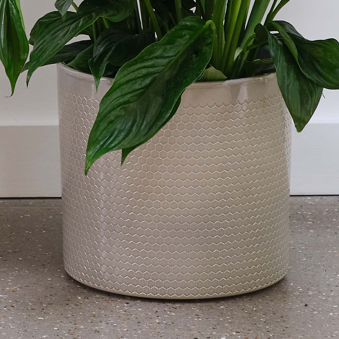 Peace Lily House Plant in Capri Pot