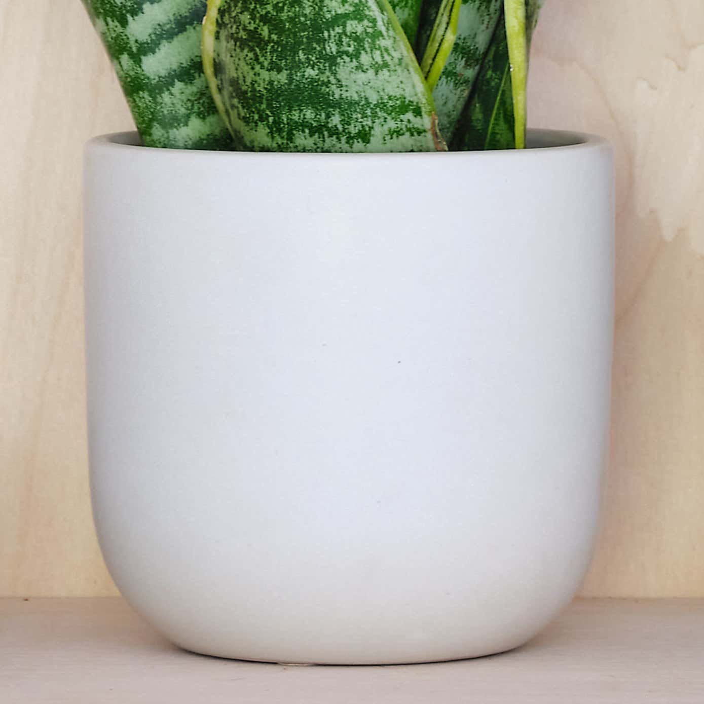 Snake House Plant in Earthenware Pot