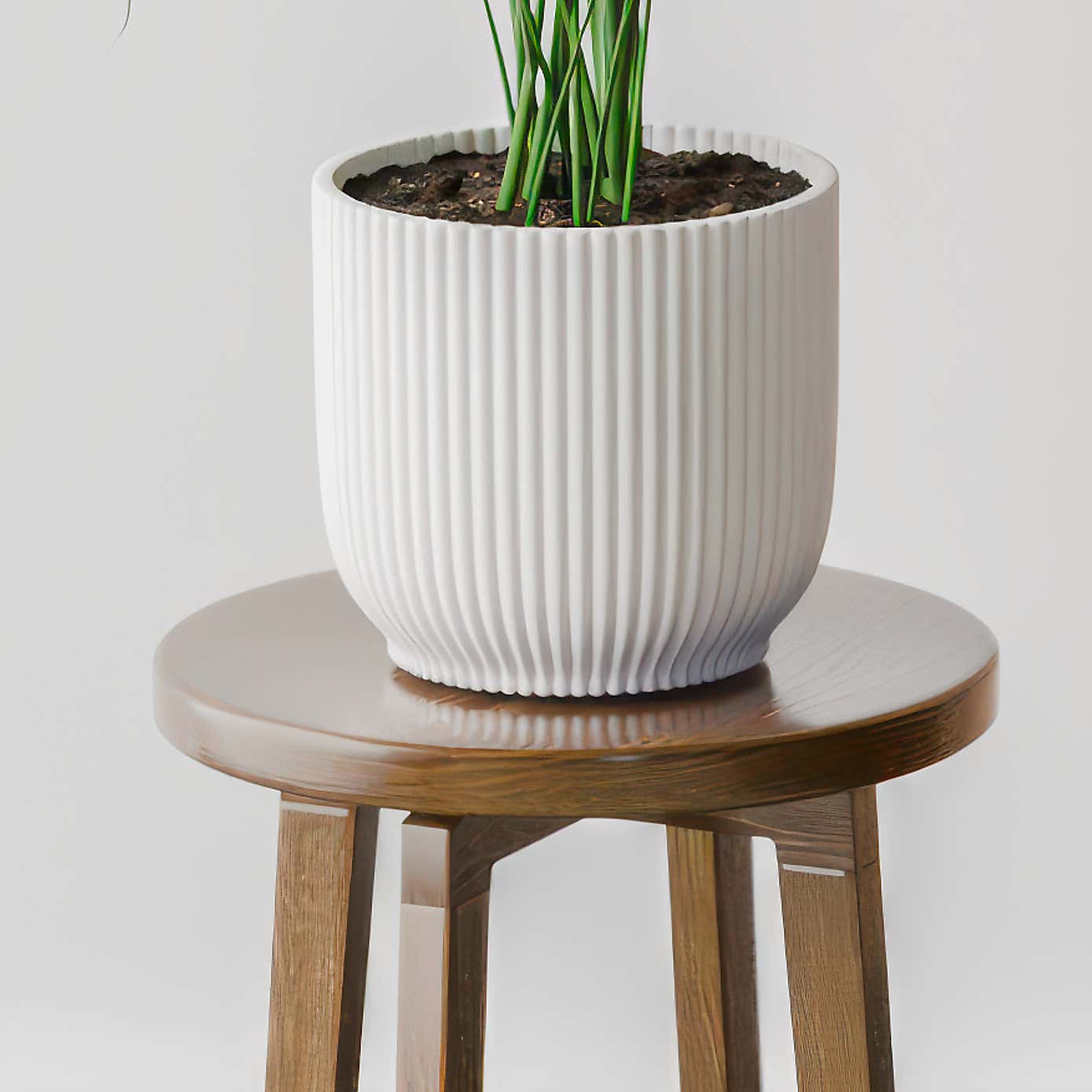 Kentia Palm House Plant in Elho Pot