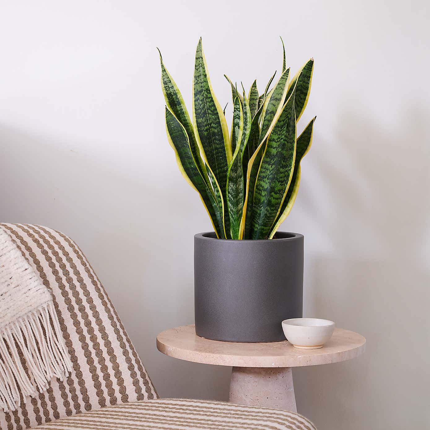 Snake House Plant in Earthenware Pot