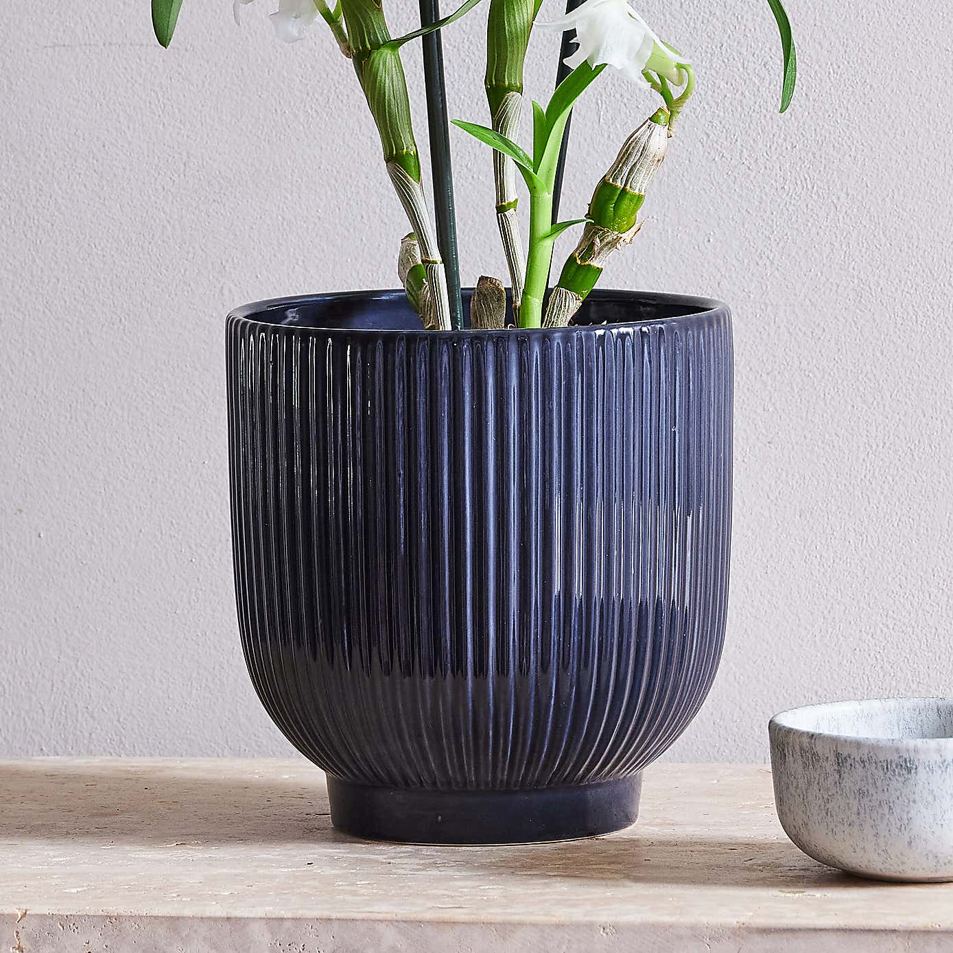 Beards & Daisies Dendrobium Bamboo Orchid House Plant in Ribbed Pot