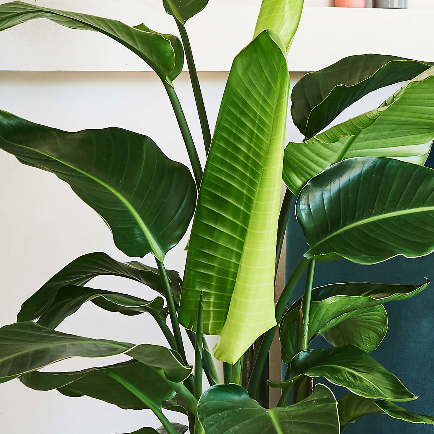 Beards & Daisies Bird of Paradise in Elho Vibes Pot