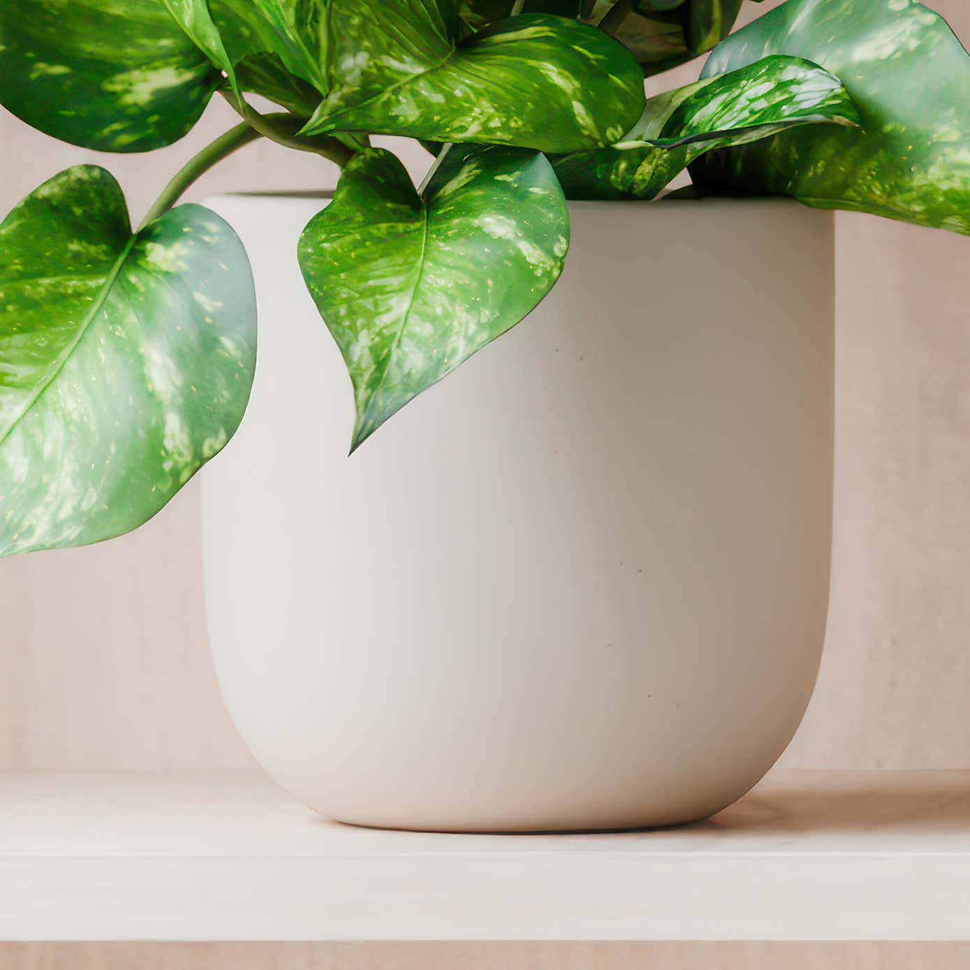 Beards & Daisies Marble Queen Pothos House Plant in Earthenware Pot