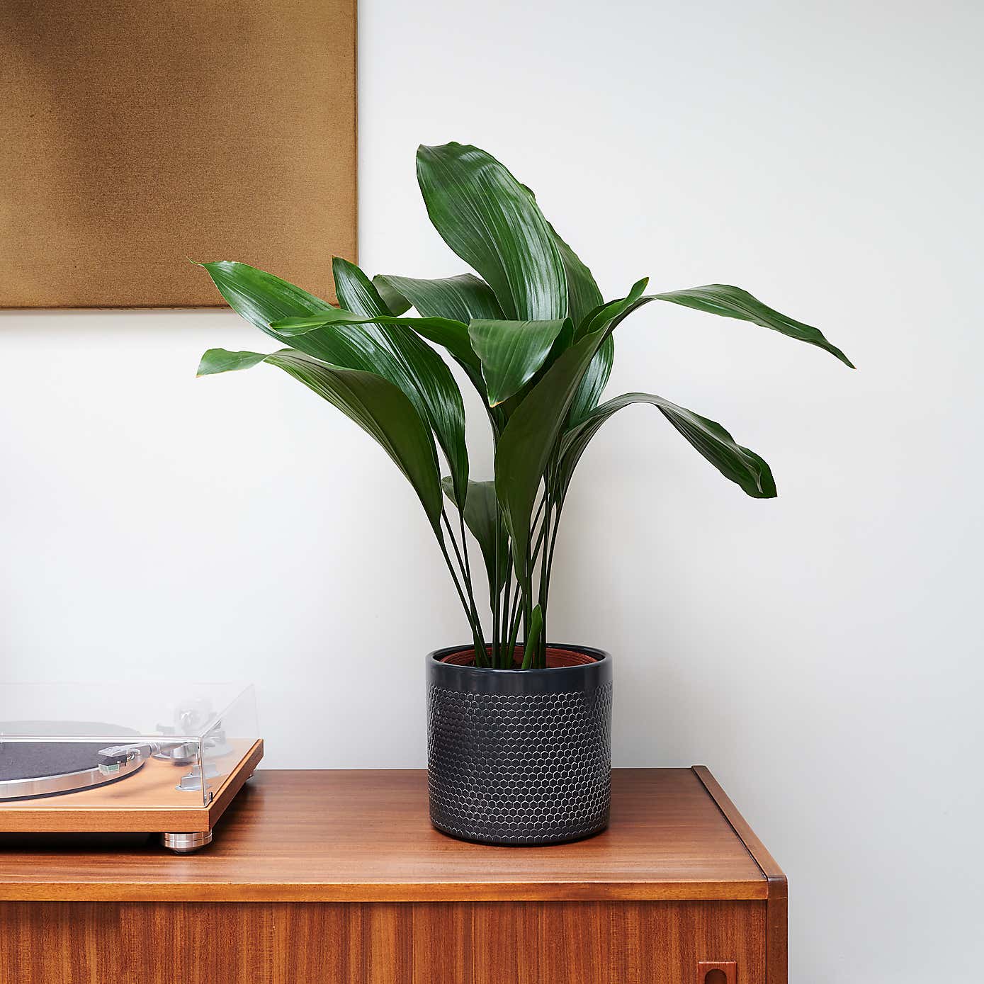 Beards & Daisies Cast Iron House Plant in Capri Pot