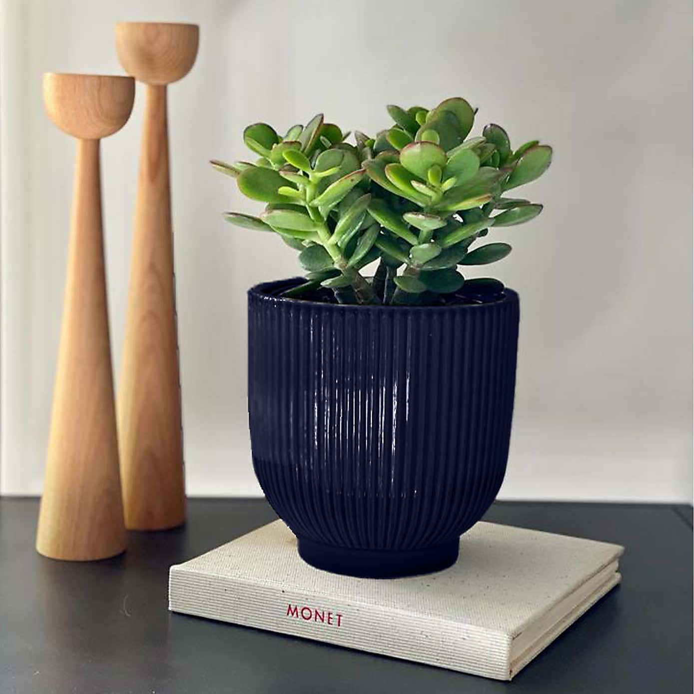 Jade House Plant in Ribbed Pot