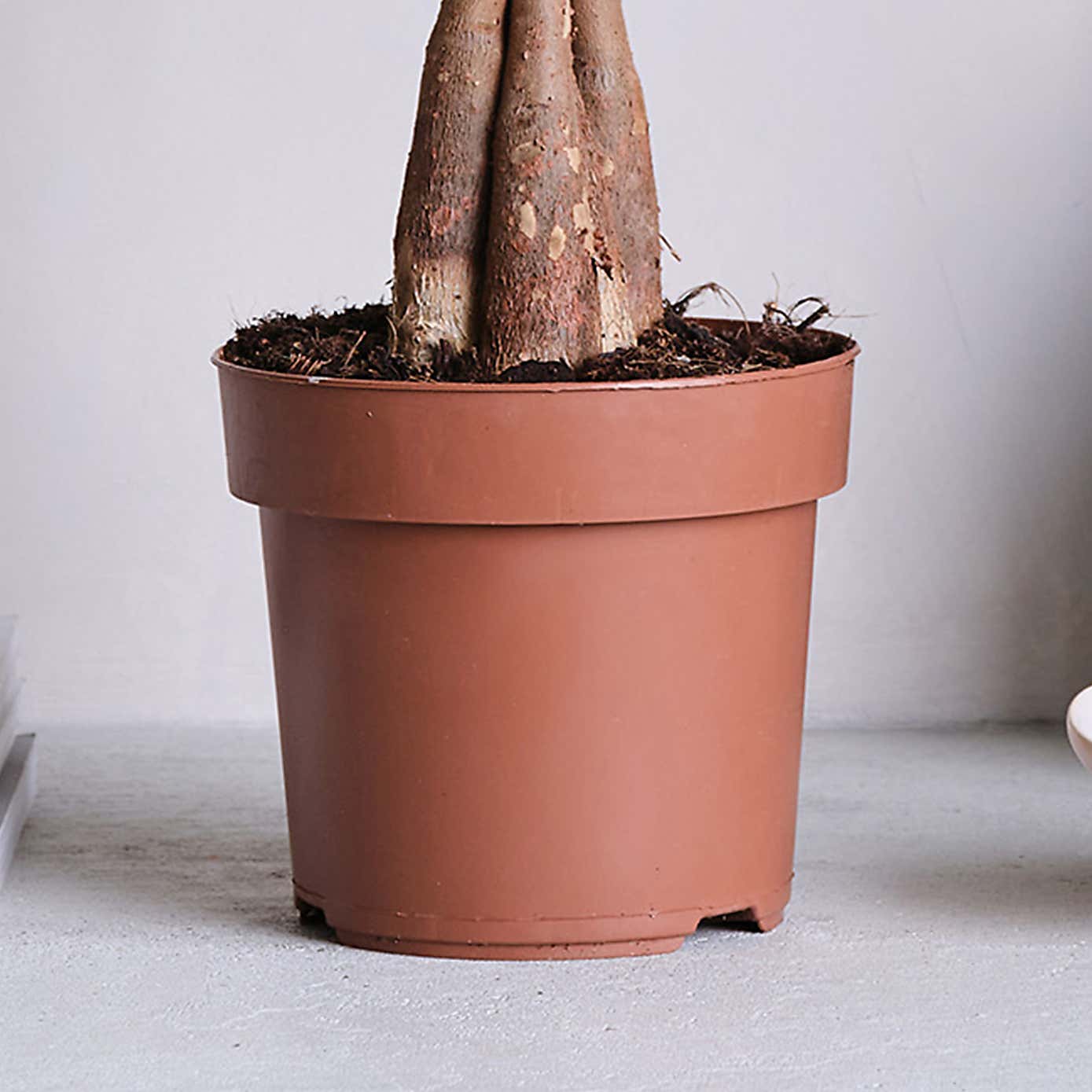 Money Tree House Plant