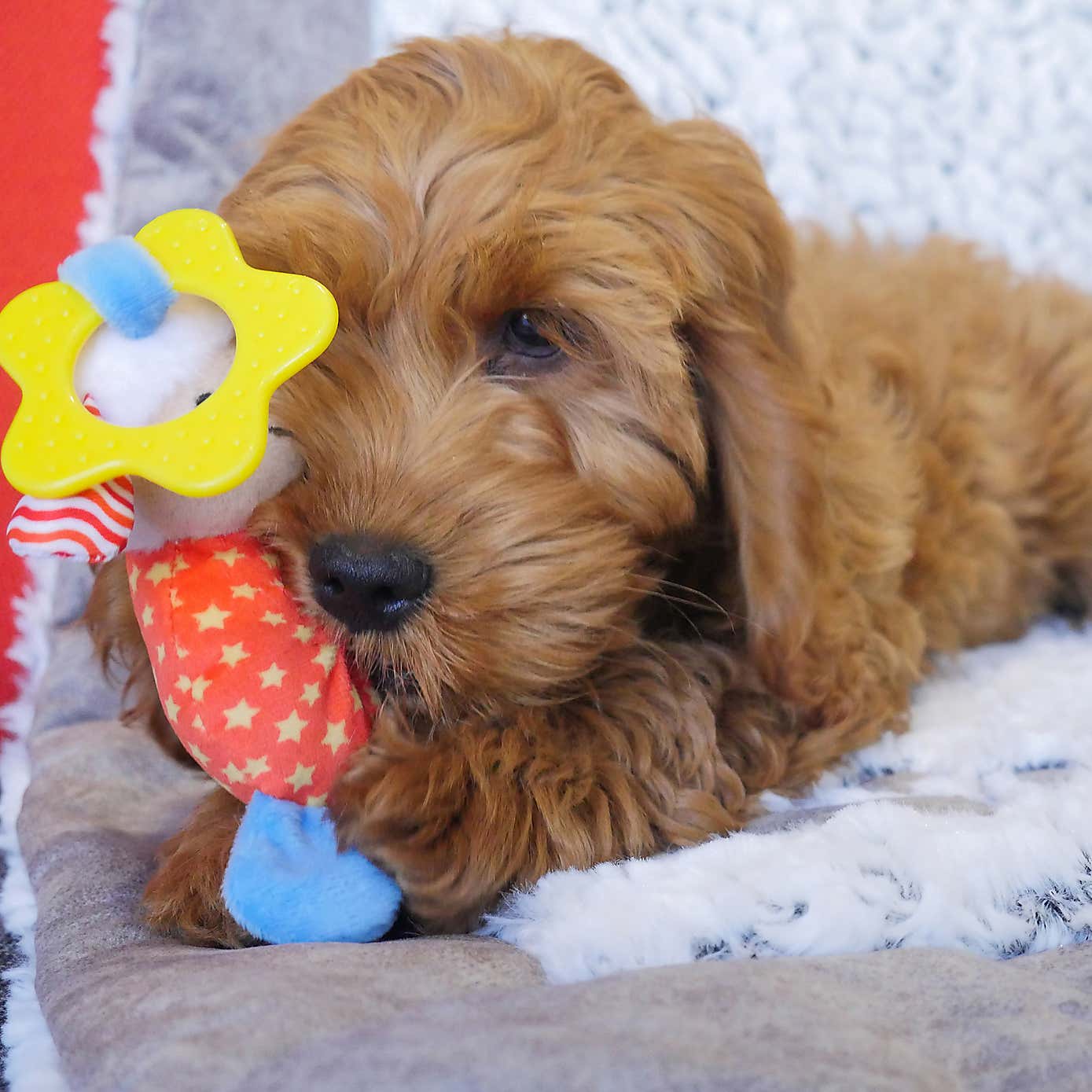 Little Nippers Laughy Lamb