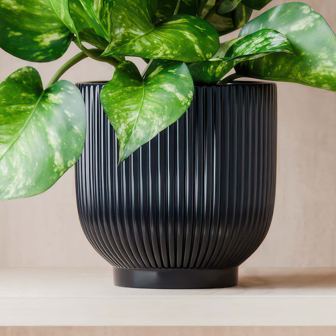 Beards & Daisies Marble Queen Pothos House Plant in Ribbed Ceramic Pot