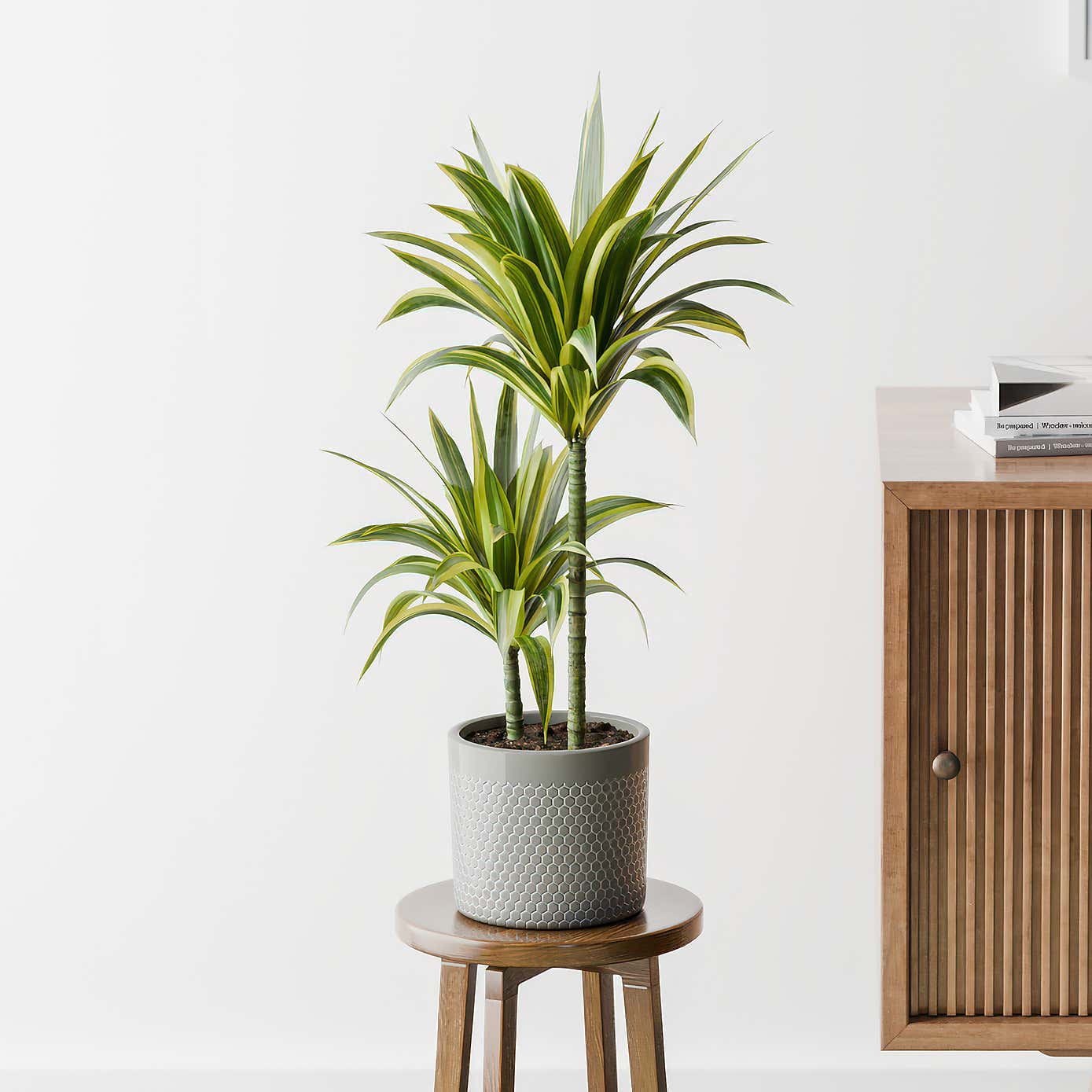 Dracaena Lemon & Lime House Plant in Capri Pot