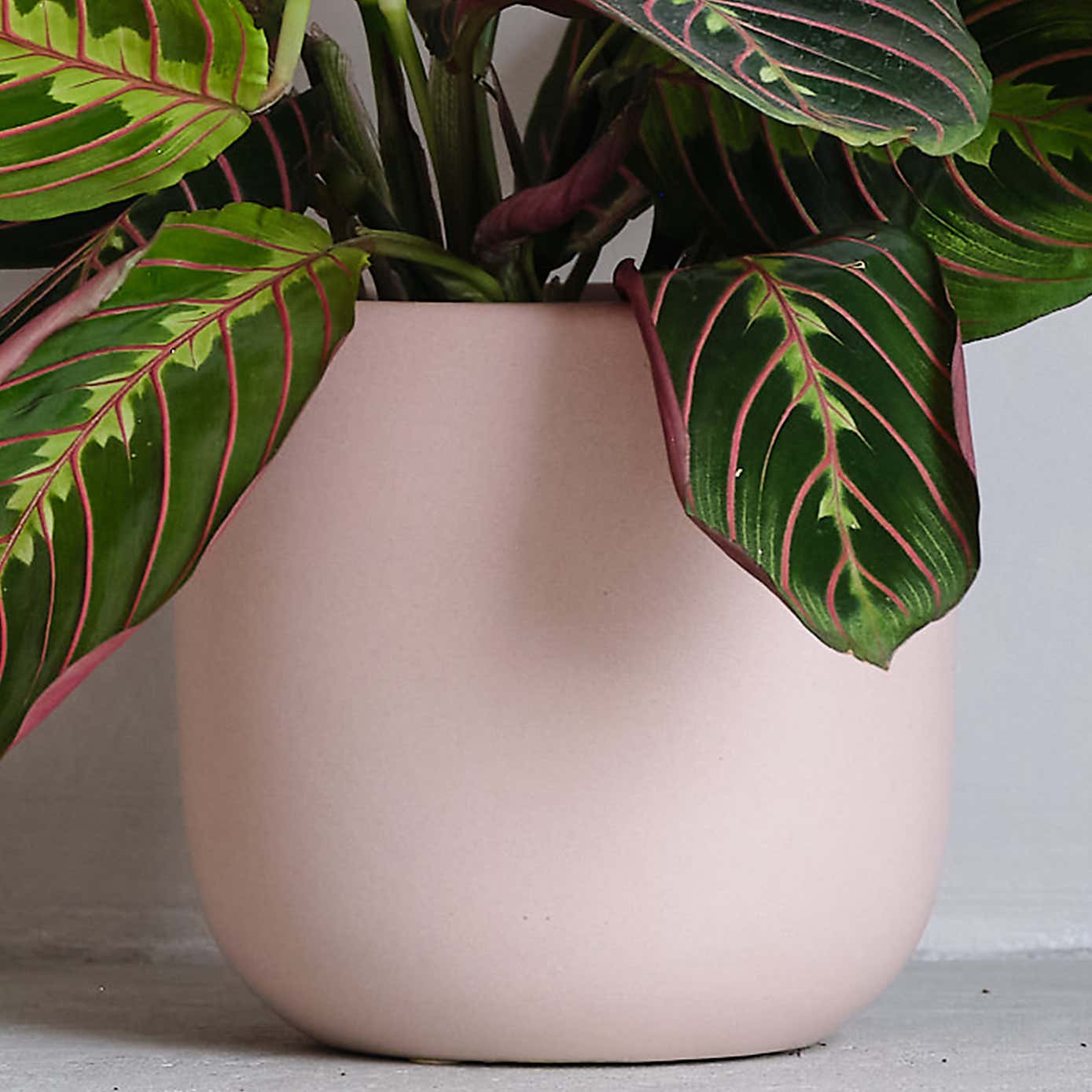 Prayer House Plant in Earthenware Pot