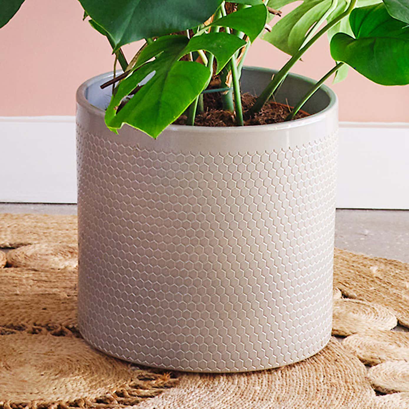 Swiss Cheese House Plant in Capri Pot