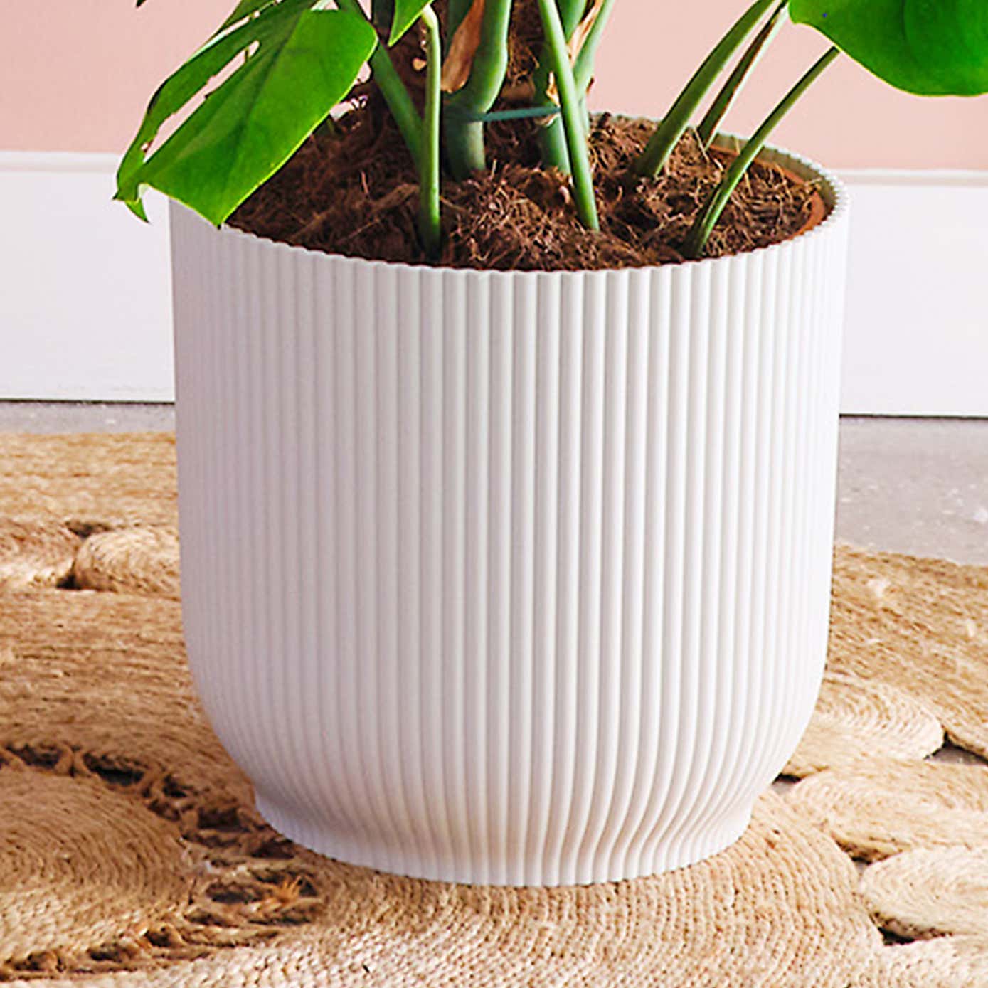 Swiss Cheese House Plant in Elho Pot