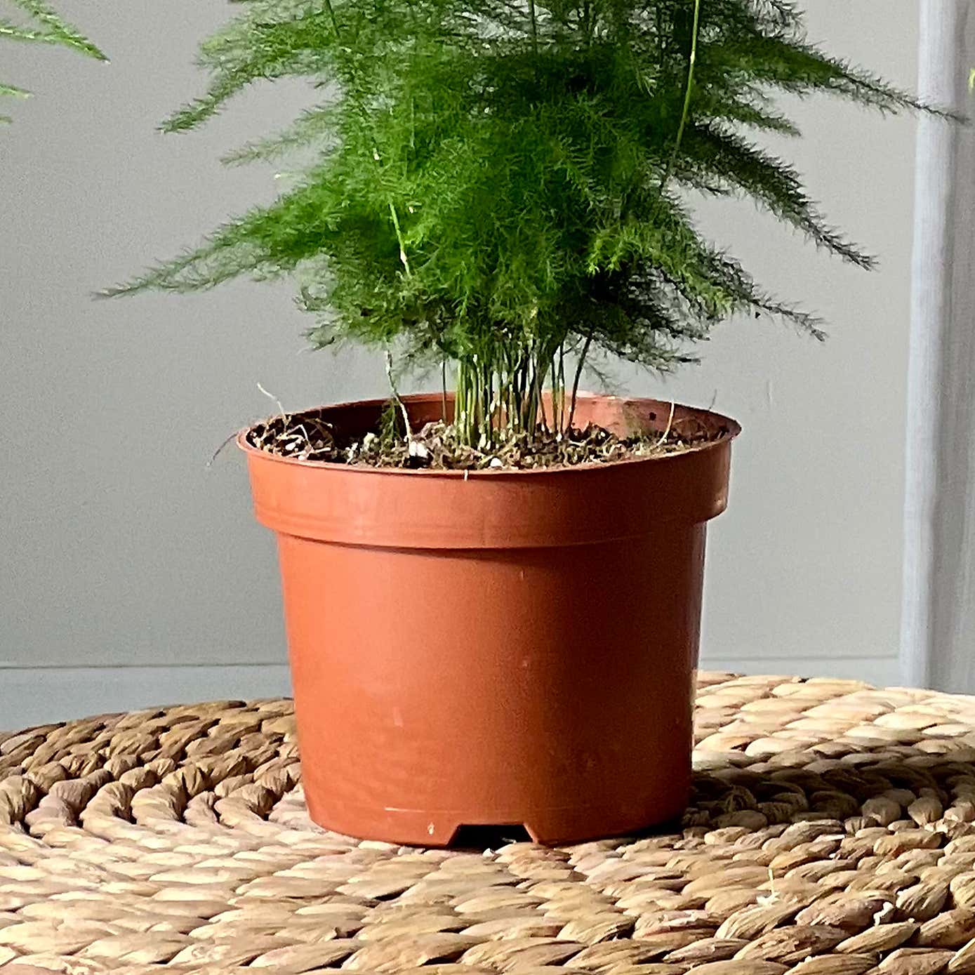 Asparagus Fern House Plant Bundle