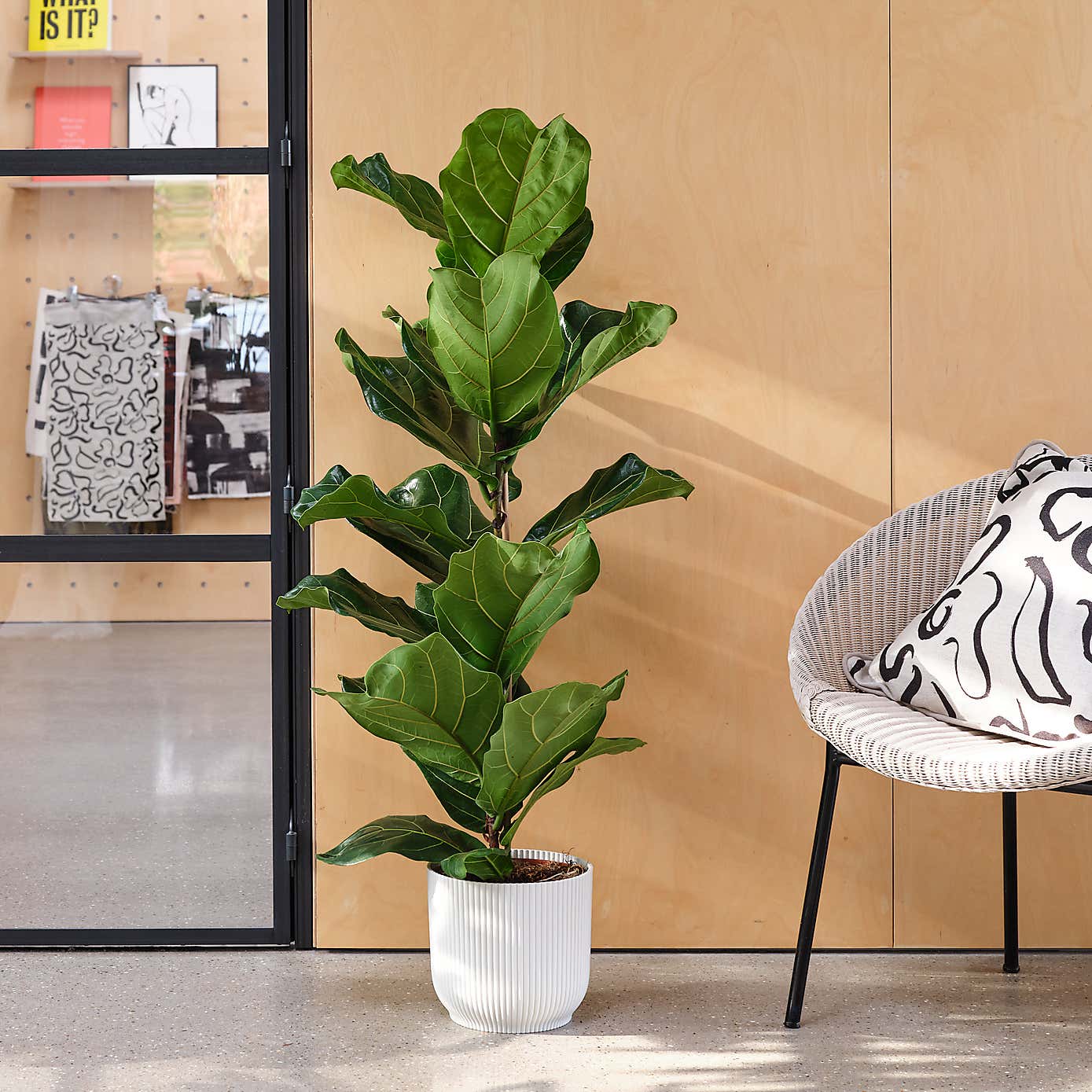Fiddle Leaf Fig House Plant in Elho Pot