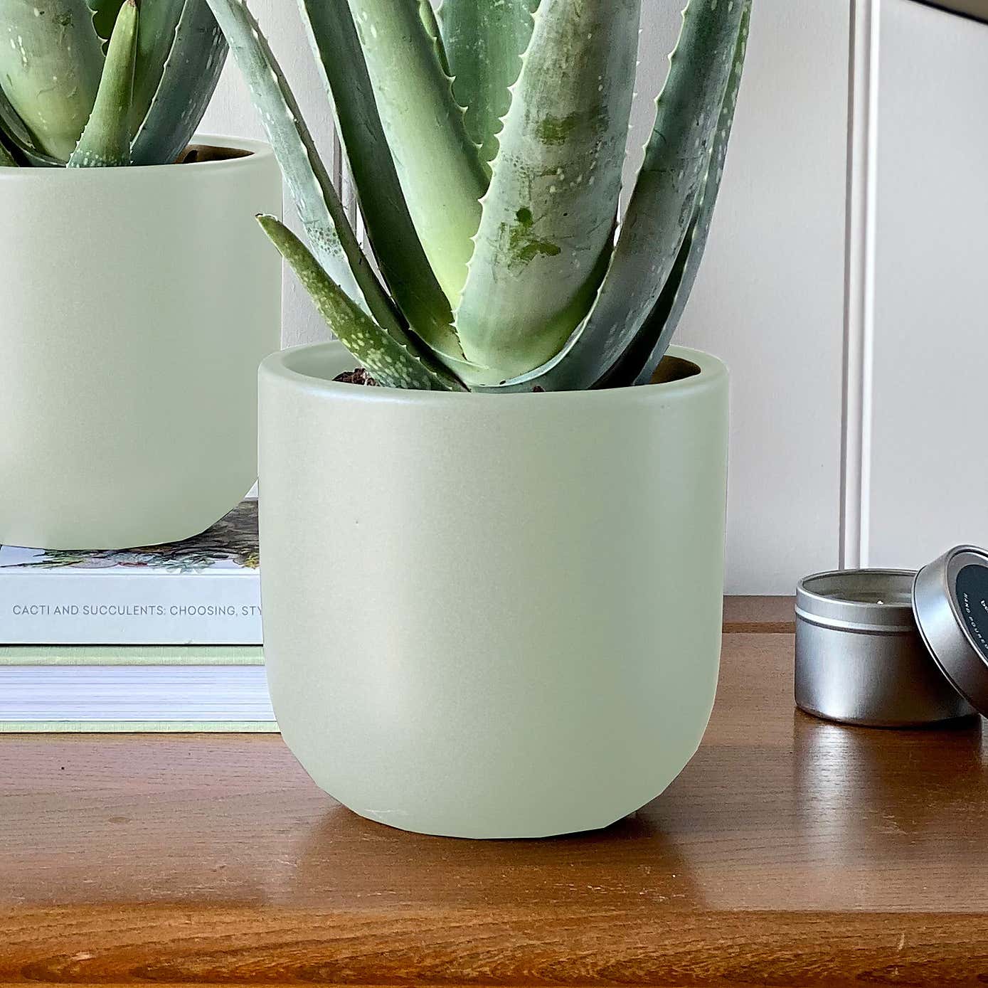 Aloe Vera Potted House Plant Bundle