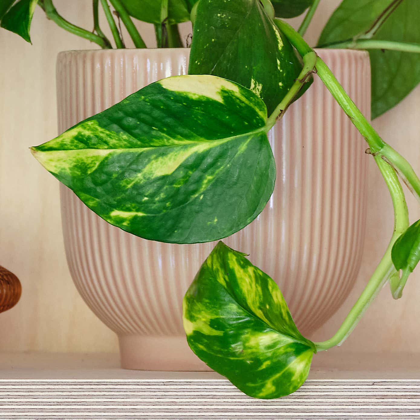 Devil's Ivy House Plant in Ribbed Pot