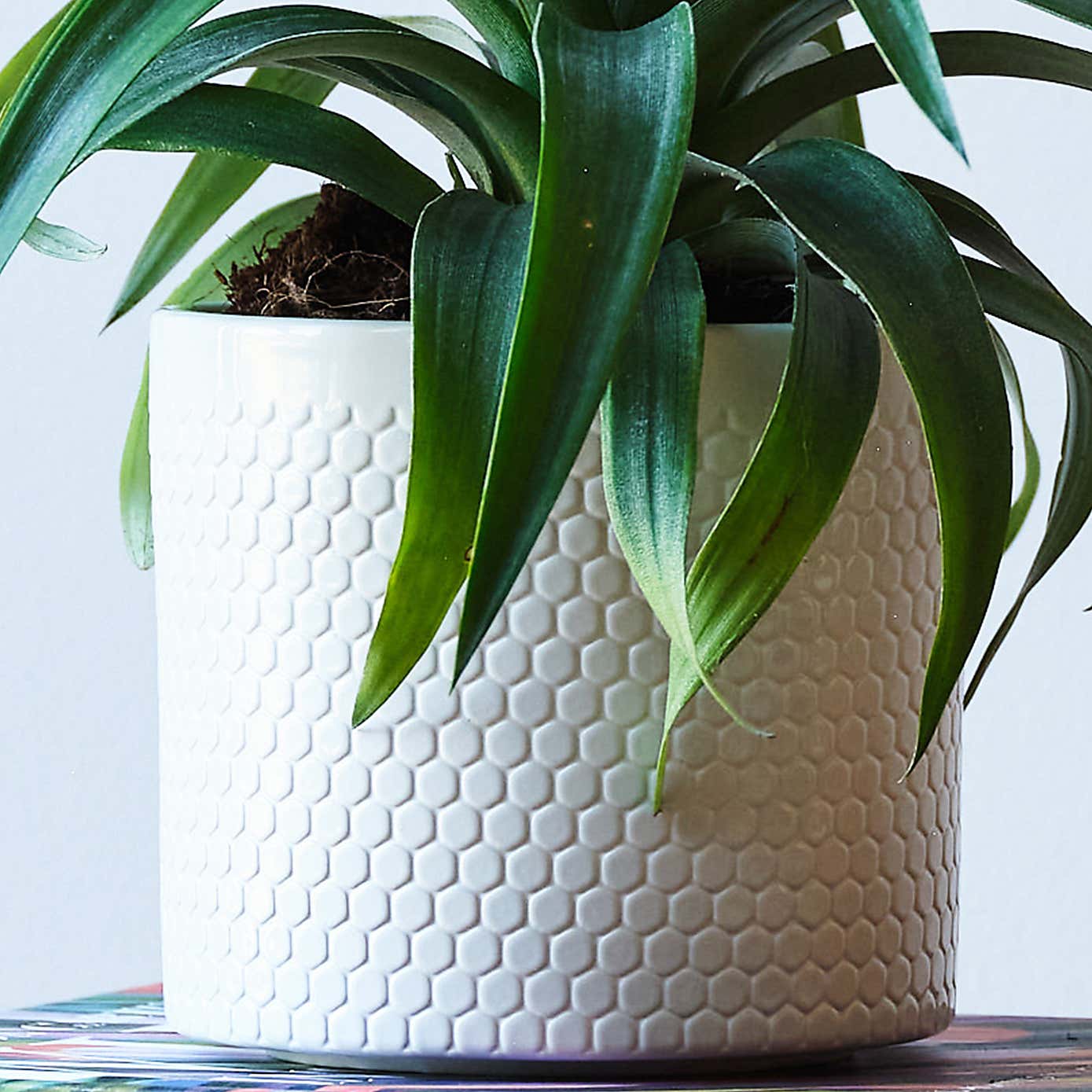 Pineapple House Plant in Capri Pot