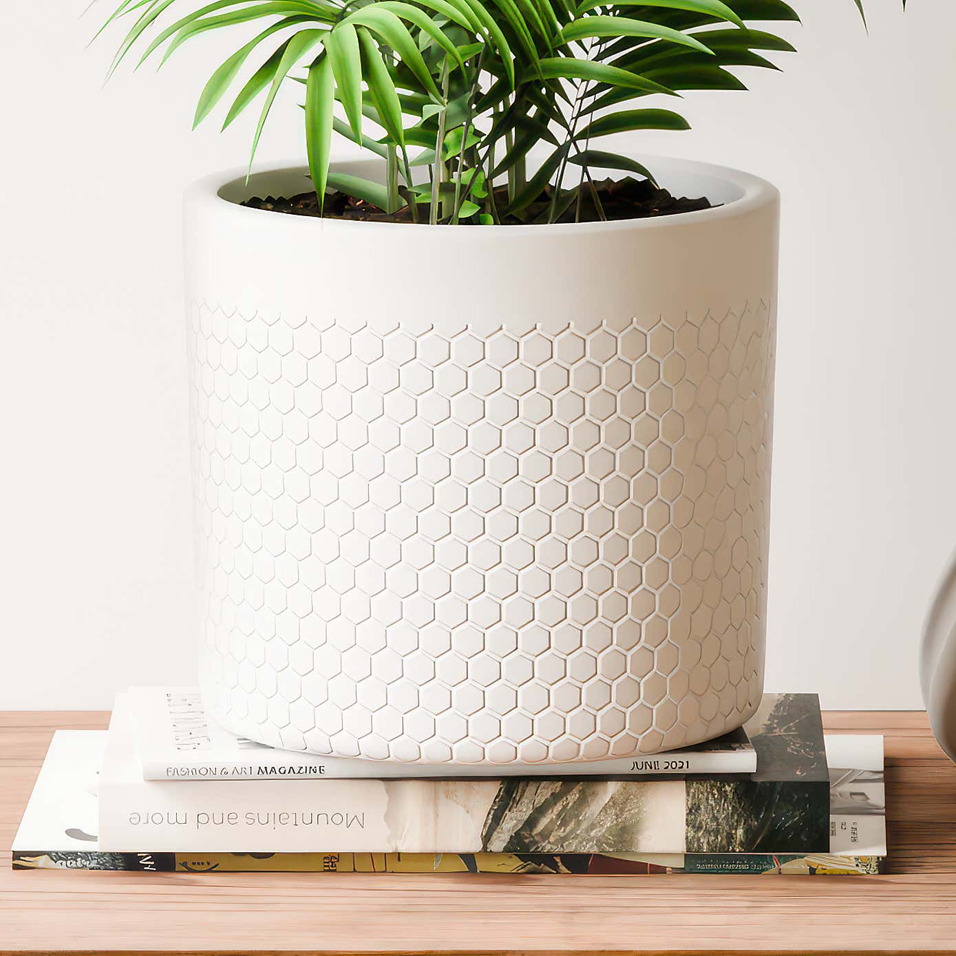 Beards & Daisies Parlour Palm House Plant in Capri Pot