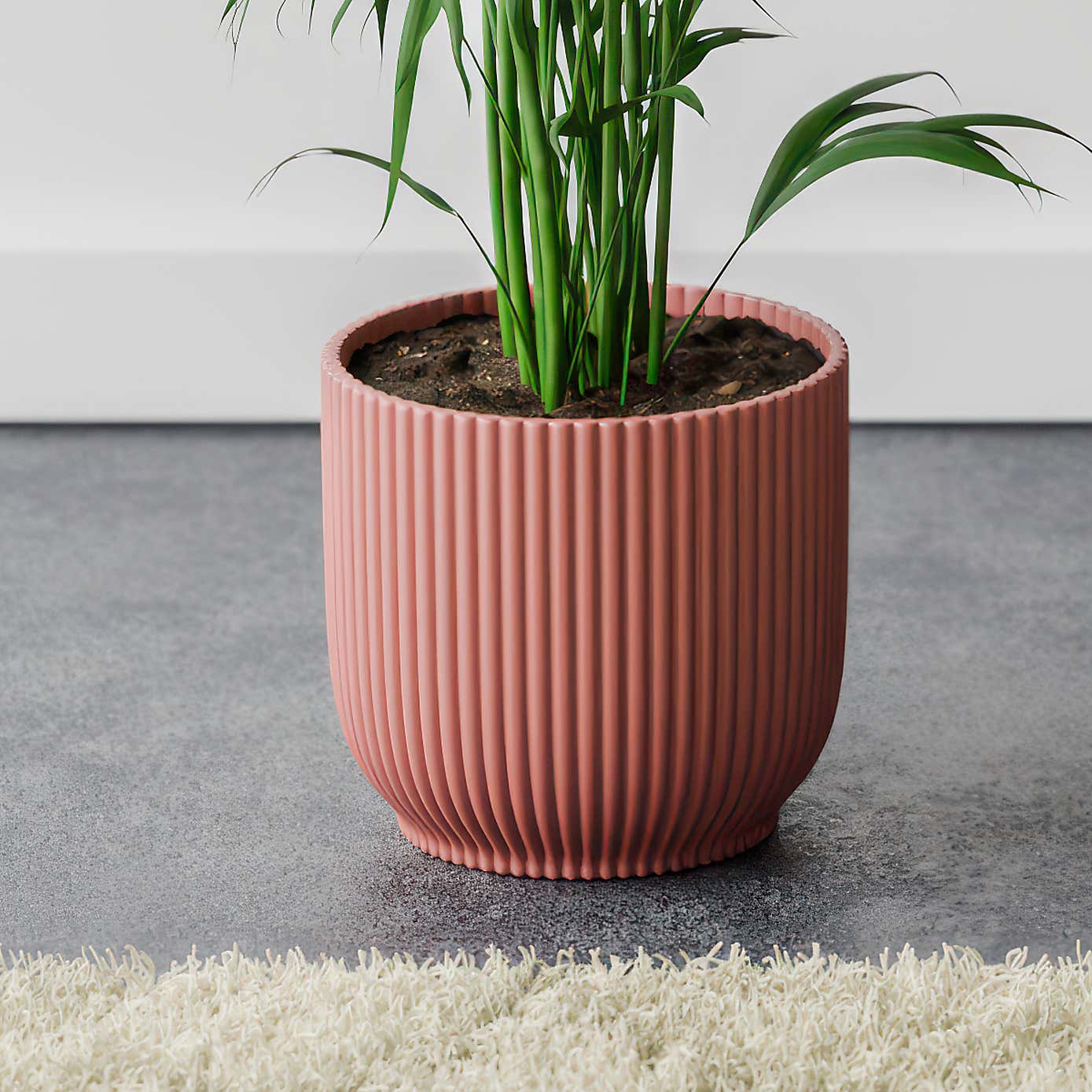 Kentia Palm House Plant in Elho Pot