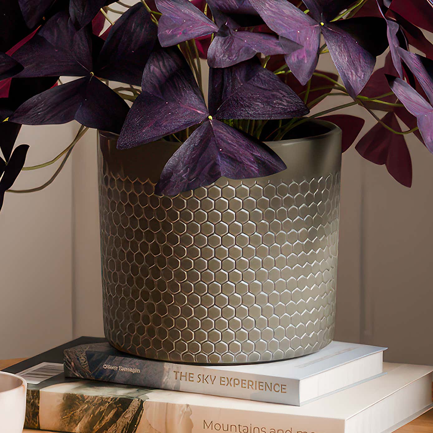 Oxalis House Plant in Capri Pot