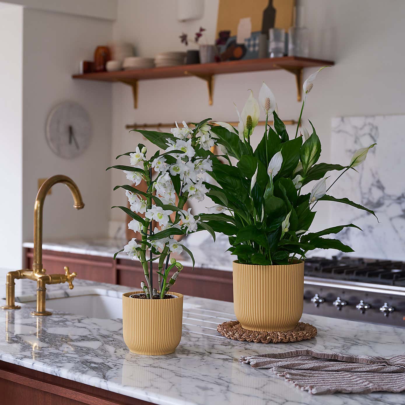 Beards & Daisies Blooming Beautiful Pair Dendrobium Peace Lily House Plant in Vibes Pot