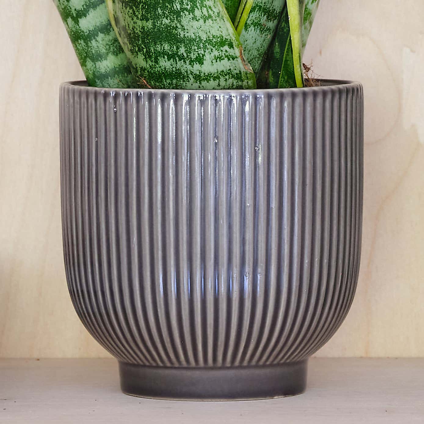 Snake House Plant in Ribbed Pot